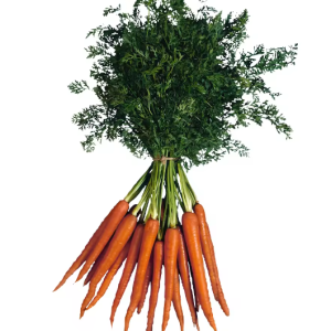 Fresh Carrot
