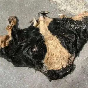 Wet Salted Cow Head Skin