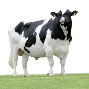 Live Holstein Cows
