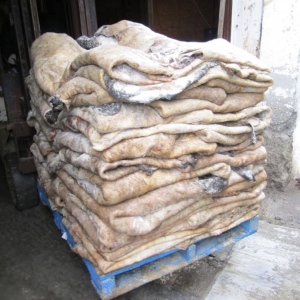Wet Salted Cow Hides