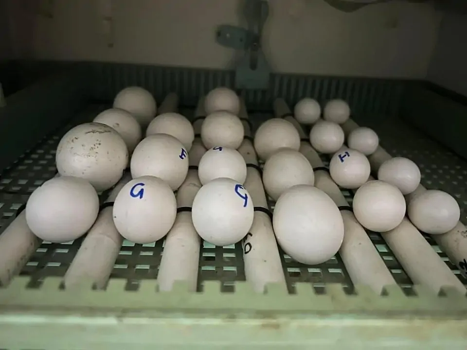 Fertile Parrot Eggs